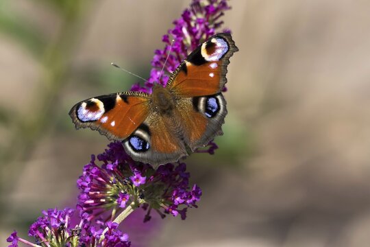 European peacock (Aglais io) on summer lilac, Hesse, Germany