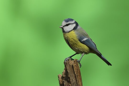 Blue tit (Parus caeruleus), after moulting on deadwood, North Rhine-Westphalia, Germany