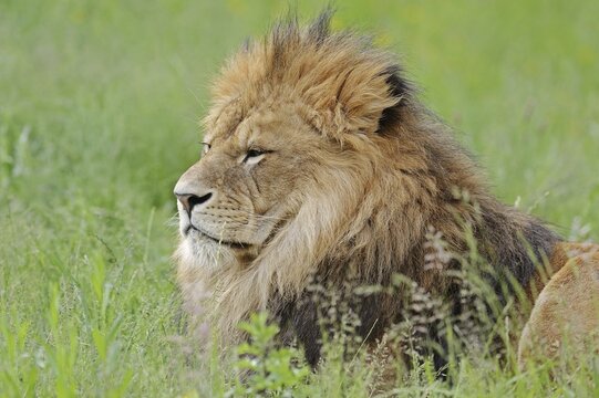 African lion (Panthera leo), male, captive, occurring in Africa