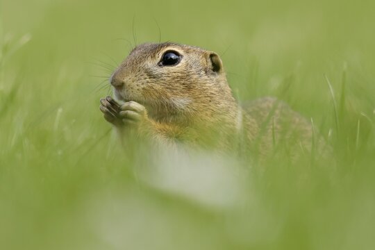 Gopher (Spermophilus citellus) in a flower meadow, wildlife, Burgenland, Austria