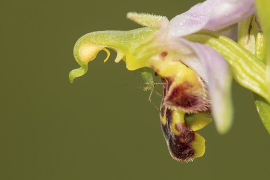 Aphid adult insect on a Bee orchid (Ophrys apifera) flower in summer, England, United Kingdom