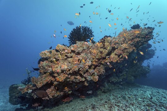Small coral reef with Tubastrea micranthus sun coral (Tubastraea micranthus), and Dendrophyllia gracilis coral (Dendrophyllia gracilis), stony corals, Embudu channel, Indian Ocean, Tilla, South Male Atoll, Maldives