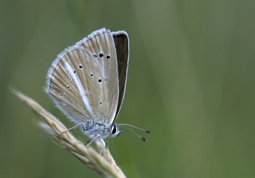 Damon blue, large esparset blue, polyommatus damon, striped blue, white dagger blue, butterfly, insects, butterfly, butterflies, butterflies