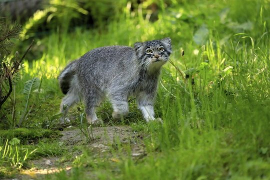 Manul, pallas's cat (Otocolobus manul), adult, alert, stalking, captive