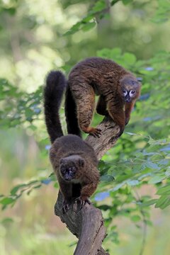 Red-bellied lemur (Eulemur rubriventer), adult, female, male, pair, on a tree trunk, alert, Madagascar