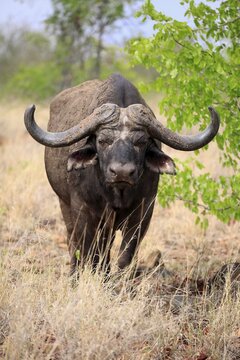 Cape buffalo (Syncerus caffer), adult, alert, Sabi Sand Game Reserve, Kruger National Park, South Africa