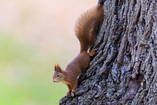 Squirrel climbs head first down the roughly structured trunk, squirrel (Sciurus vulgaris), wildlife, Germany