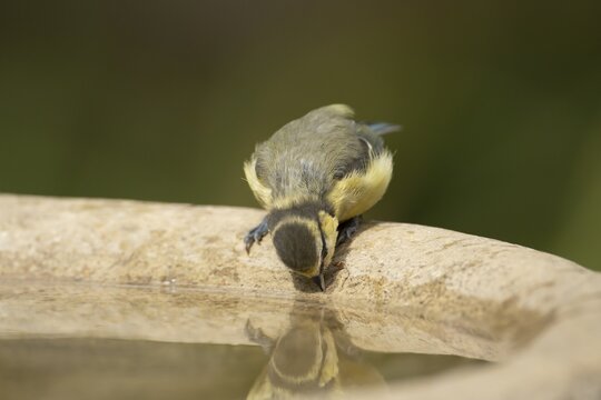 Blue tit (Cyanistes caeruleus) adult garden bird drinking water from a bird bath, England, United Kingdom