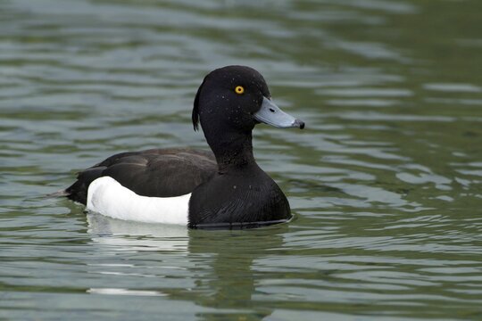 Male Tufted Duck (Aythya fuligula), Pillersee Lake, Tyrol, Austria, Europe