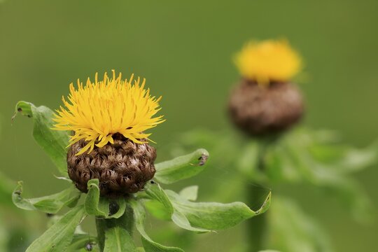 Globe knapweed (Centaurea macrocephala), yellow blossom, Germany