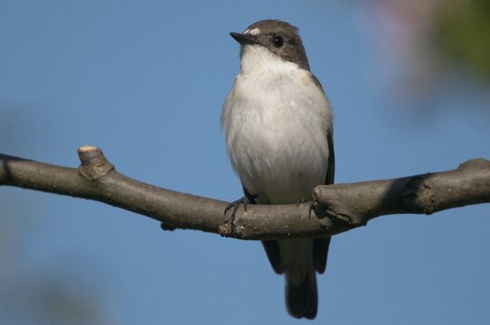 Ficedula hypoleuca, pied flycatcher, mourning snapper, mourning catcher, birds, passeri, songbirds, songbirds, birds