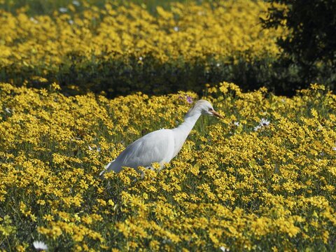 Yellow-billed egret (Mesophoyx intermedia) in the West Coast National Park, Cape Town, Western Cape, South Africa. Every South African spring (August) (September) the dry desert is transformed into a sea of flowers