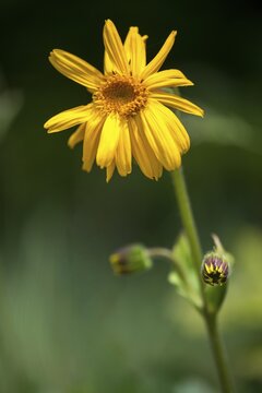 Arnica Montana, Arnica, Asteraceae, Mountain Welfare Rental, Daisy, Flora, High Size, Portrait, Leopard's Bane, Mountain Arnica, Mountain Tobacco, Plants, Wolf's Bane