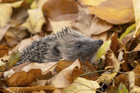 European hedgehog (Erinaceus europaeus) adult animal amongst fallen autumn leaves, England, United Kingdom