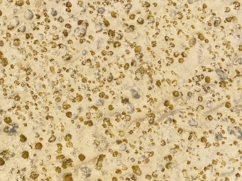 Sparse desert vegetation, mainly Salsola species. Aerial view. Drone shot. Namib Desert, Skeleton Coast, Namibia