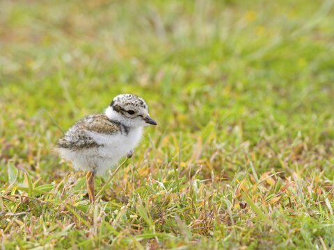 Ringed Plover (Charadrius hiaticula), chick, nest fledgling, Texel Island, Netherlands