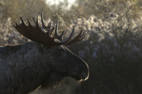 Portrait of a moose shoveler (Alces alces) against the light, October, Denmark