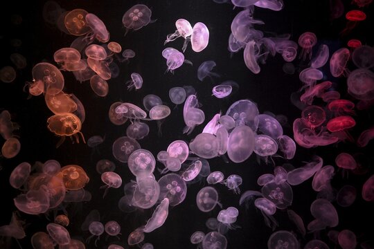 Box jellyfish (Aurelia aurita) in a tank of the Bang Saen Aquarium, Chonburi Province, Thailand