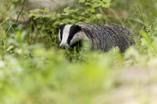 Badger curiously exploring the tall grass and surrounding vegetation, european badger (Meles meles), Germany