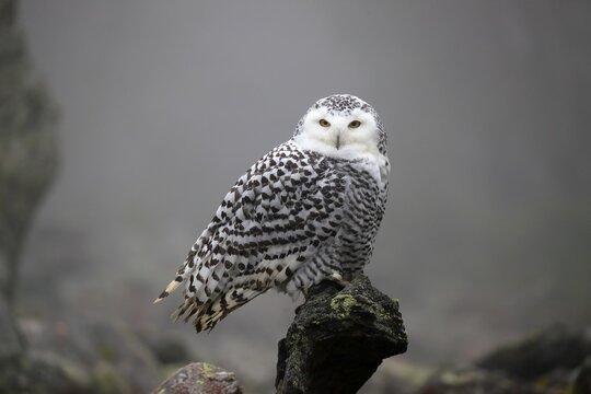 Snowy owl (Nyctea scandiaca), adult, alert, on tree trunk, in autumn, Bohemian Forest, Czech Republic