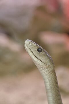 Black mamba (Dendroaspis polylepis), portrait, captive, poisonous snake, occurrence in Africa, North Rhine-Westphalia, Germany