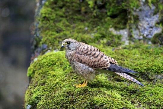 Common Kestrel or Eurasian Kestrel (Falco tinnunculus), subadult, not fully coloured, male, perched on a rock, Eifel, Germany