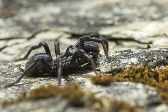 Atypus affinis, common wallpapering spider, mygalomorphae, purseweb spider, tarantula spider, spiders