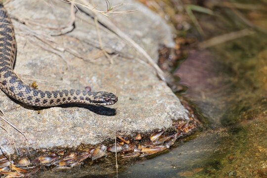 A common European adder (Vipera berus) creeps across a rock on a sunny day and starts to swim in the water of a small pond. Bavaria, Germany