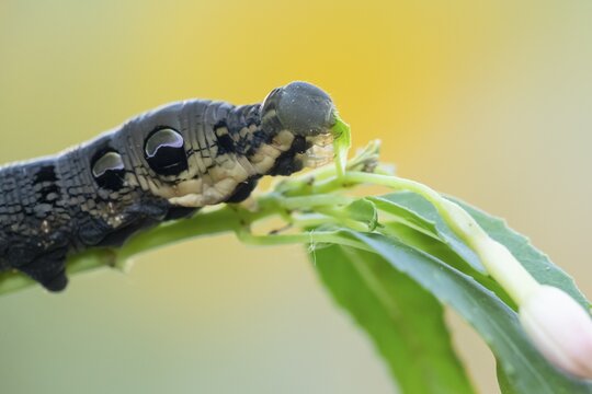 Elephant hawkmoth (Deilephila elpenor) adult moth insect caterpillar or larva feeding on a garden Fuchsia plant leaf in summer, England, United Kingdom