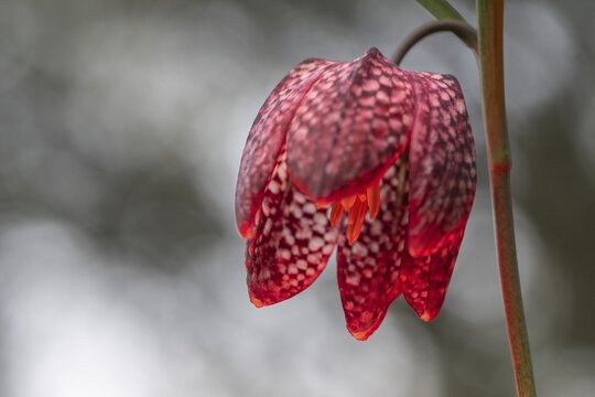 Snake's Head Fritillary (Fritillaria meleagris), Emsland, Lower Saxony, Germany