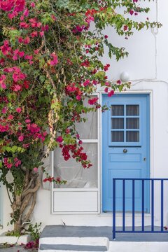 Flowering bougainvillea, Cycladic house with blue door, old town of Parikia, Paros, Cyclades, Greece