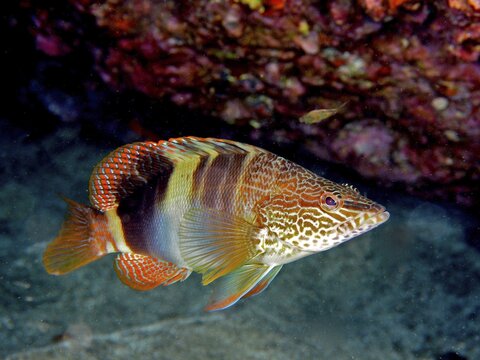 Painted comber (Serranus scriba), dive site El Cabron Marine Reserve, Arinaga, Gran Canaria, Spain, Atlantic Ocean