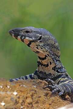 Lace monitor a