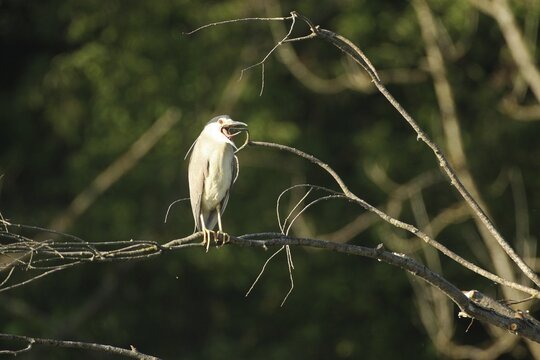 Black crowned night heron (Nycticorax nycticorax) regurgitating pellets, Allg&auml;u, Bavaria, Germany, Allg&auml;u, Bavaria, Germany