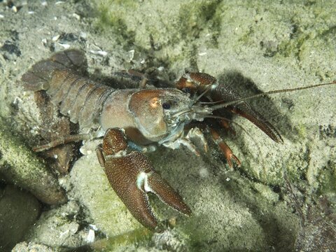 A signal crayfish (Pacifastacus leniusculus), American crayfish, invasive species, with large claws lying on a sandy bottom with algae. Dive site Terlinden, K&uuml;snacht, Lake Zurich, Canton Zurich, Switzerland