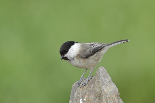 Willow Tit (Parus montanus) sitting on a stone, Wilden, North Rhine-Westphalia, Germany