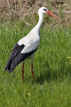 White stork (Ciconia ciconia) has preyed on slow worm (Anguis fragilis), Elbtalaue, Mecklenburg-Western Pomerania, Germany