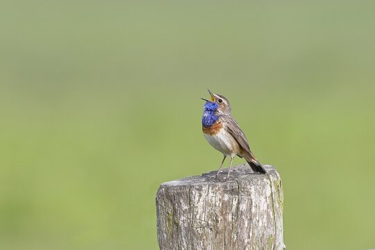 Bluethroat (Luscinia svecica cyanecula), male, singing on a pasture fence post, wildlife, Lembruch, Ochsen Moor, D&uuml;mmer nature park Park, Lower Saxony, Germany