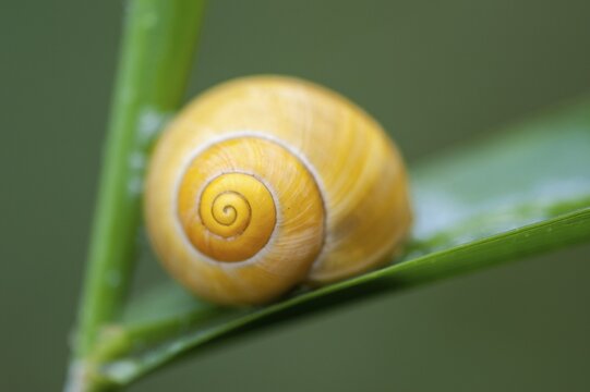 Garden banded snail (Cepaea hortensis), Vechta, Lower Saxony, Germany