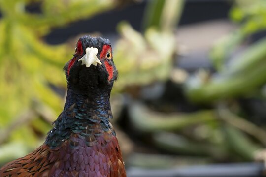 Common pheasant (Phasianus colchicus) adult male game bird head portrait, England, United Kingdom