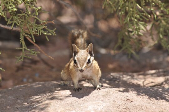 A squirrel, Hopi chipmunk (Tamias rufus), looking out of the shade of a shrub, sitting on a rock, Dead Horse State Park, Moab, Utah, USA