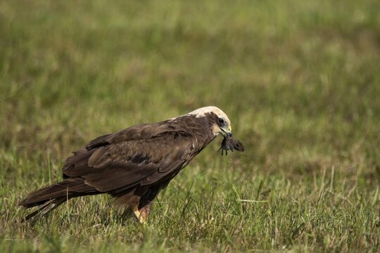 Western marsh-harrier (Circus aeruginosus ) Female with captive field mouse, Baden-W&uuml;rttemberg, Germany