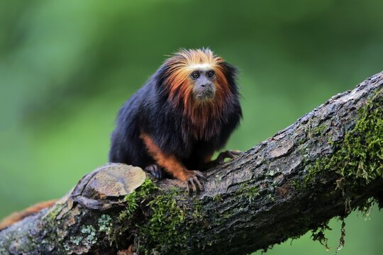Golden-headed lion tamarin (Leontopithecus chrysomelas), adult, on tree, alert, captive