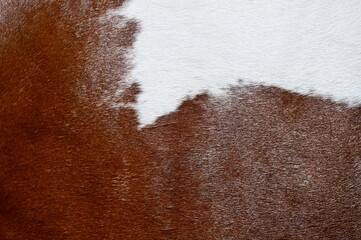 A macro close-up background texture of natural brown and white cowhide leather fur. High-resolution surface of genuine animal skin with short hairy pelt detail, ideal for country, western, and rustic © Drachenfutter