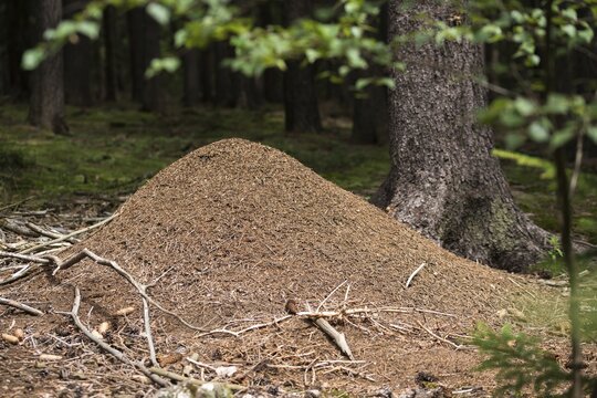 Ants, ant, Formica spec., Formicidae, hymenoptera, forest ant, anthill, insects, insects