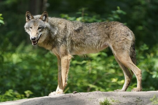European gray wolf (Canis lupus), standing, captive