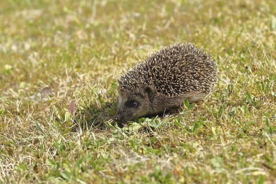 European hedgehog (erinaceus europaeus), juvenile, foraging in a meadow orchard, Wildlife, Wilnsdorf, North Rhine-Westphalia, Germany