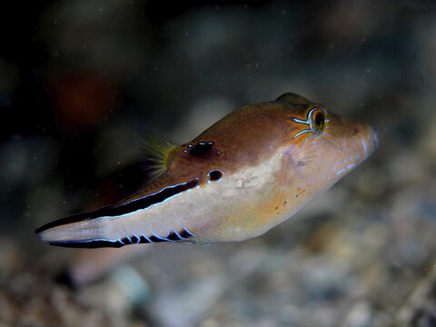 A brown fish with neon coloured accents, Congo pufferfish (Canthigaster rostrata), swims in an underwater environment. Dive site Blue Heron Bridge, Phil Foster Park, Riviera Beach, Florida, USA