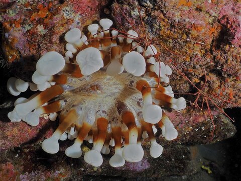 Brown club-tipped anemone (Telmatactis cricoides) and arrow crab (Stenorhynchus lanceolatus), El Cabron marine reserve dive site, Arinaga, Gran Canaria, Spain, Atlantic Ocean