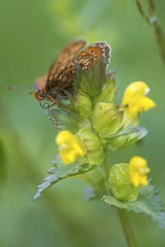 Bite check moth, bite cheek moth, euphydryas aurinia, eurodryas aurinia, golden tick moth, marsh fritillary, melitaea aurinia, scabiotic tick moth, butterfly, high size, portrait format, insects, butterfly, butterflies